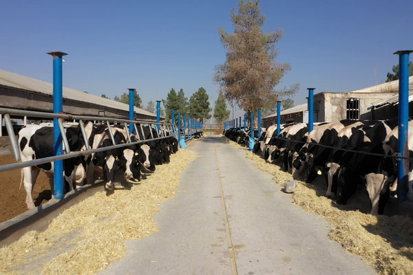 مجتمع کشت و صنعت اشراق